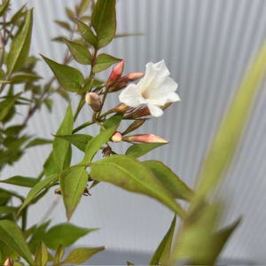 Jasminum officinale wit (Gewone Jasmijn)