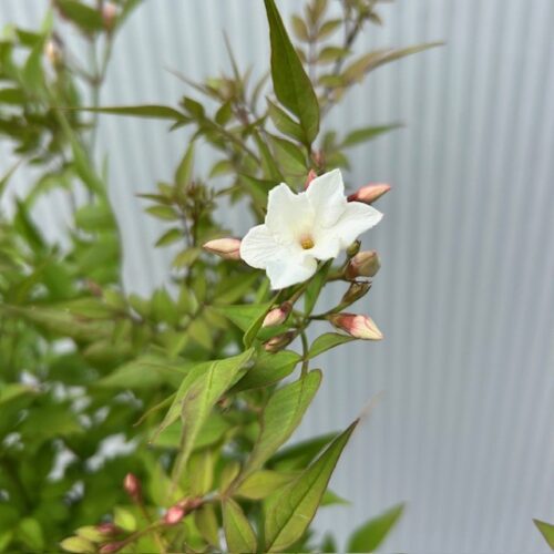 Jasminum officinale wit (Gewone Jasmijn)