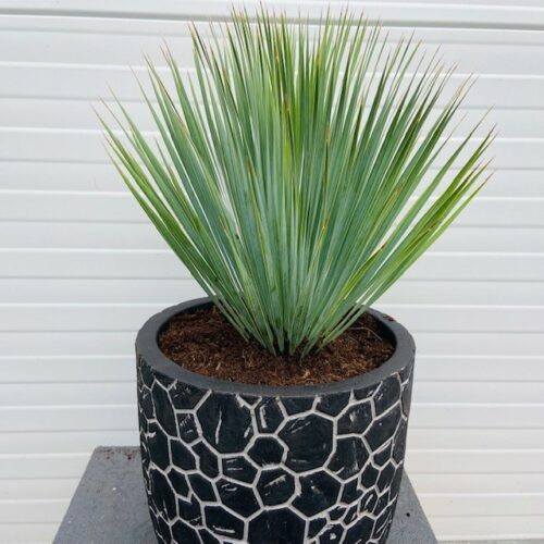 Yucca (palmlelie)