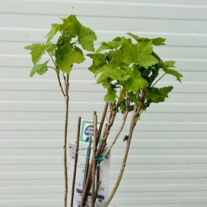 Ribes Nigrum Titania (Zwarte aalbes)