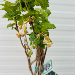 Ribes Nigrum Titania (Zwarte aalbes)