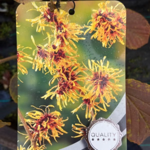 Hamamelis (Toverhazelaar) geel