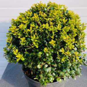 Ilex crenata bol 30 cm