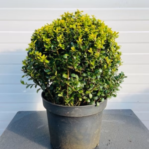 Ilex crenata bol 30 cm