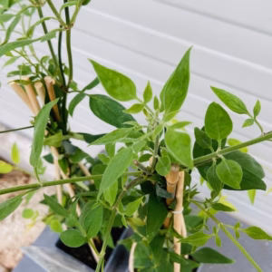 Jasminum stephanense