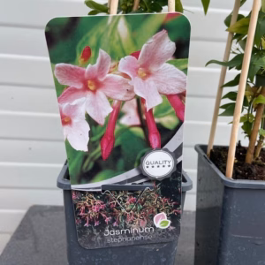 Jasminum stephanense