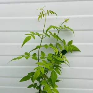 Jasminum officinale wit
