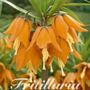 Fritillaria - Keizerskroon