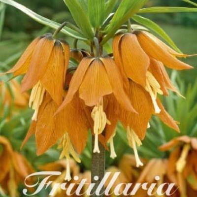 Fritillaria - Keizerskroon