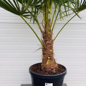 Trachycarpus fortunei 100 cm