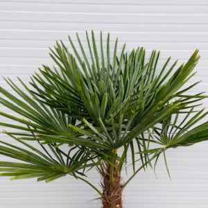 Trachycarpus fortunei 100 cm