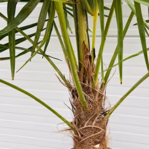 Trachycarpus fortunei 100 cm