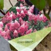 Hydrangea Paniculata Pinky Winky (pluimhortesia) roze