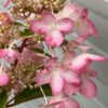 Hydrangea Paniculata Pinky Winky (pluimhortesia) roze