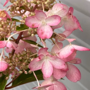 Hydrangea Paniculata Pinky Winky (pluimhortesia) roze
