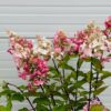 Hydrangea Paniculata Pinky Winky (pluimhortesia) roze
