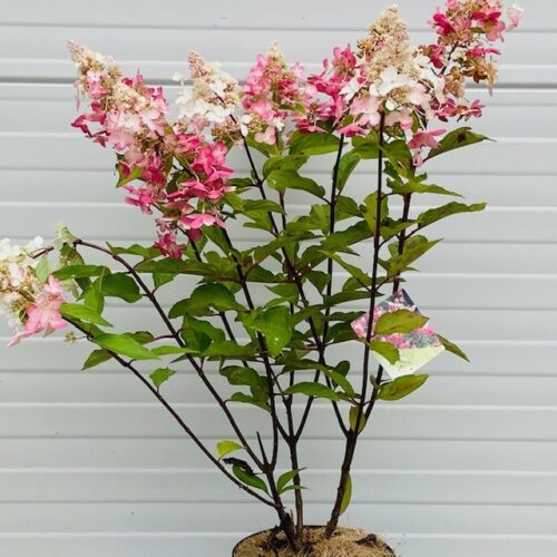 Hydrangea Paniculata Pinky Winky (pluimhortesia) roze