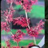 Hamamelis (Toverhazelaar) rood