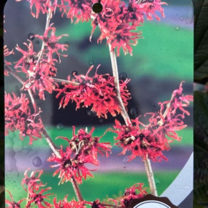 Hamamelis (Toverhazelaar) rood