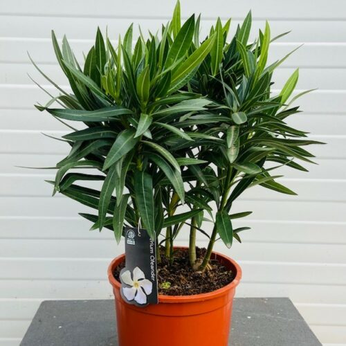 Oleander struik 50 cm, kleur wit