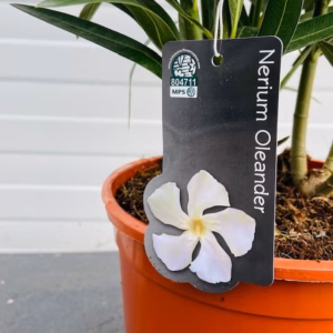 Oleander struik 50 cm, kleur wit