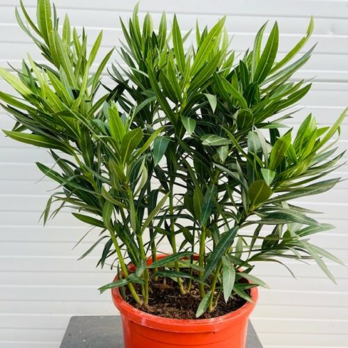 Oleander struik 70 cm, kleur wit