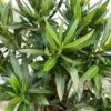 Oleander struik 70 cm, kleur wit