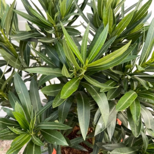 Oleander struik 70 cm, kleur wit