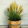Half portvat 55 liter beplant met Pampasgras Tiny Pampa