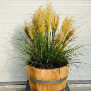 Half portvat 55 liter beplant met Pampasgras Tiny Pampa