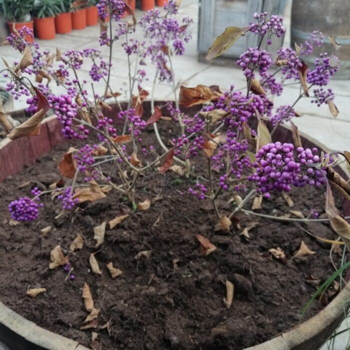 Callicarpa Bodirieni Profusion