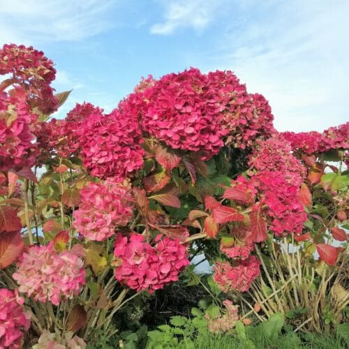 Hydrangea m. 'Alpenglühen' (Hortensia) rood, grote plant in 10 liter pot