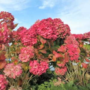 Hydrangea m. 'Alpenglühen' (Hortensia) rood, grote plant in 10 liter pot