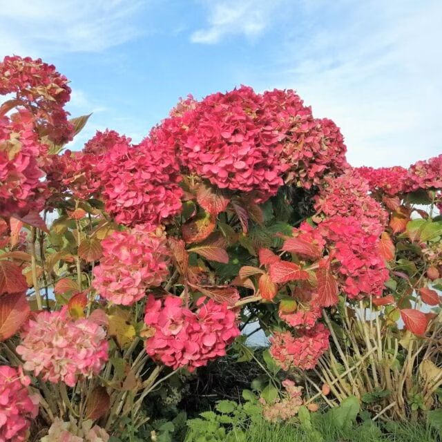 Hydrangea m. 'Alpenglühen' (Hortensia) rood, grote plant in 10 liter pot