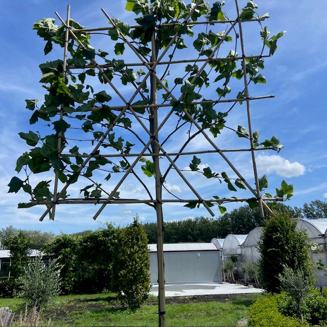 Platanus hispanica (Plataan, Leiplataan)