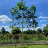 Platanus hispanica (Plataan, Leiplataan)