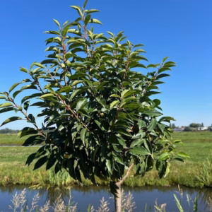 Prunus (Portugese Laurier) op stam