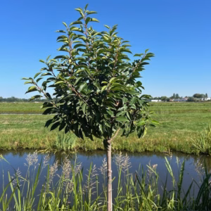 Portugese Laurier (Prunus lusitancia Angustifolia) op stam