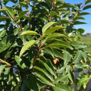 Portugese Laurier (Prunus lusitancia Angustifolia) op stam