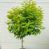 Prunus l. Angustifolia (Portugese Laurierkers) op stam 100 cm