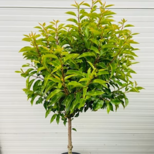 Prunus l. Angustifolia (Portugese Laurierkers) op stam 100 cm