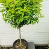 Prunus l. Angustifolia (Portugese Laurierkers) op stam 100 cm