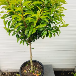 Prunus l. Angustifolia (Portugese Laurierkers) op stam 100 cm