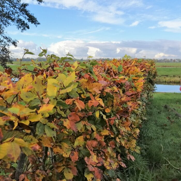 Haagbeuk