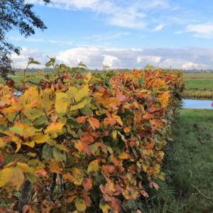 Haagbeuk