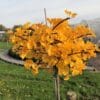 Ginkgo Biloba 'Mariken' (Japanse Notenboom)