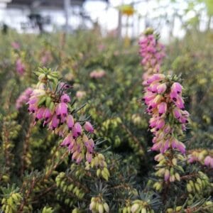 Erica carnea, (winterheide) rood (Kramer's Rote)