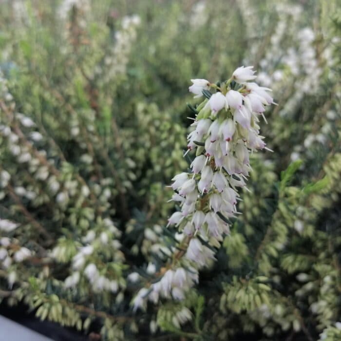 Erica carnea, (winterheide) wit (Silberschmelze)