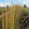 Panicum virgatum 'Northwind' (Vingergras)