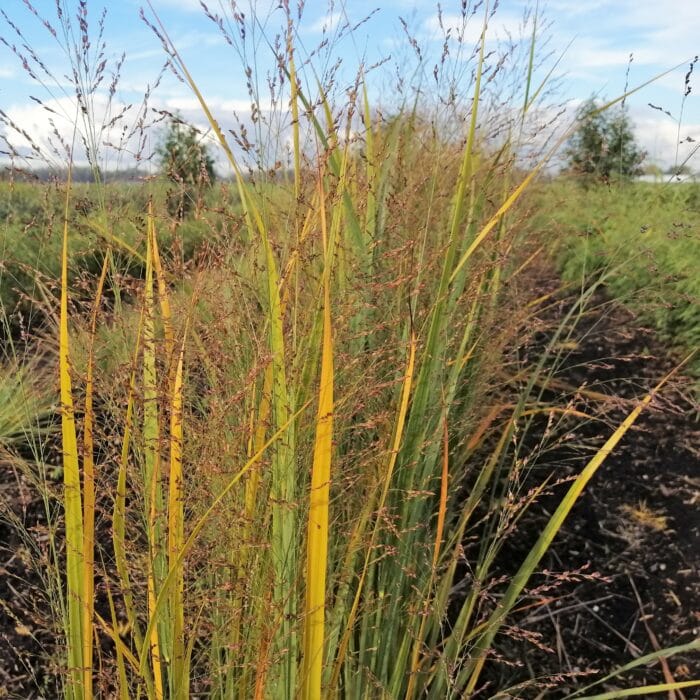 Panicum virgatum 'Northwind' (Vingergras)